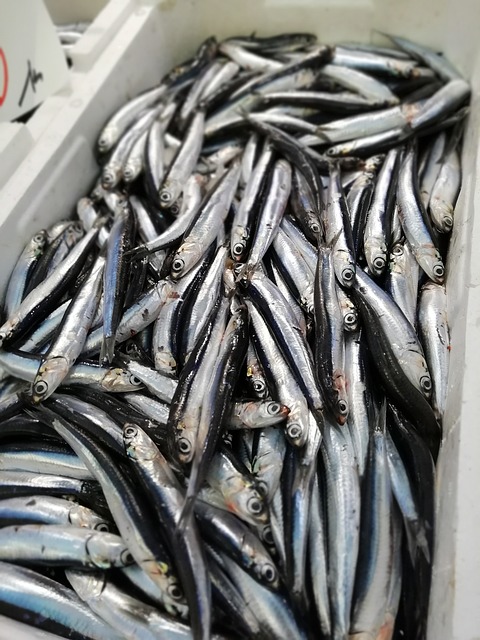 anchovies cantabrico anchovies scale spain